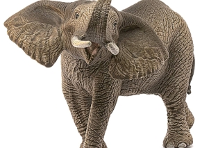 فیل آفریقایی نر اشلایش