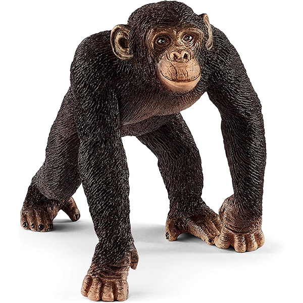 شامپانزه نر اشلایش