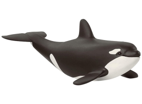 بچه نهنگ قاتل اشلایش