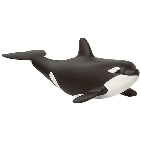 بچه نهنگ قاتل اشلایش