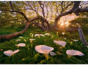 پازل 1000 تکه هیه طرح «گل‌های شیپوری» (‎Calla‎ ‎Clearing‎‎)
