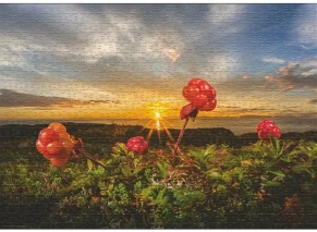 پازل 1000 تکه هیه طرح «کلودبری» (Cloudberries)