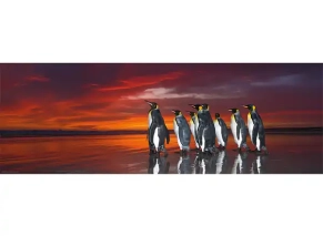 پازل 1000 تکه هیه طرح «شاه پنگوئن‌ها» (King‎ ‎Penguins)