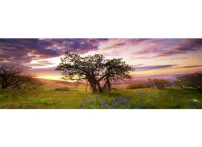 پازل 2000 تکه هیه HEYE طرح درخت بلوط