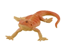 اژدهای ریش دار