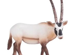 تیز شاخ عربی موژو