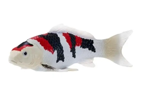 ماهی کوی کارپ سه رنگ