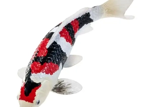 ماهی کوی کارپ سه رنگ