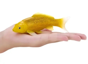 ماهی کوی کارپ موژو