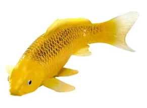 ماهی کوی کارپ موژو