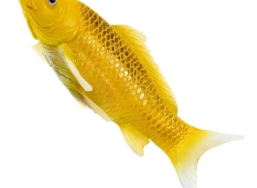 ماهی کوی کارپ موژو