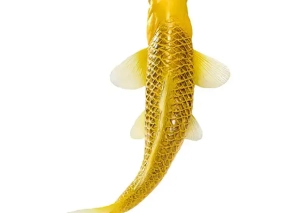 ماهی کوی کارپ موژو