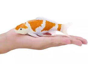 ماهی کوی اوشیبا شیگورِ