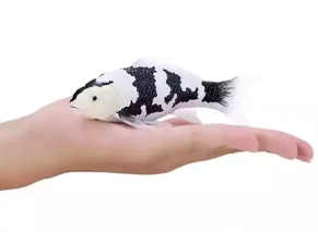 ماهی کوی کارپ سفید و مشکی