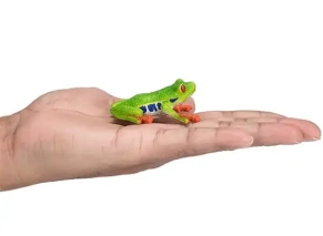 قورباغه چشم قرمز درختی موژو