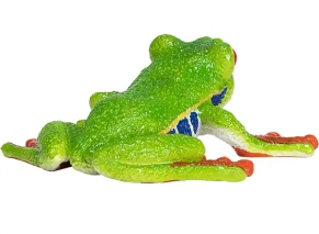 قورباغه چشم قرمز درختی موژو