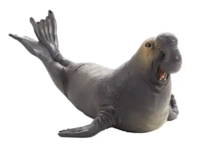 فیل دریایی موژو