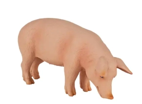 خوک نر موژو