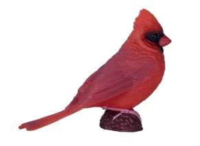 پرنده کاردینال سرخ موژو
